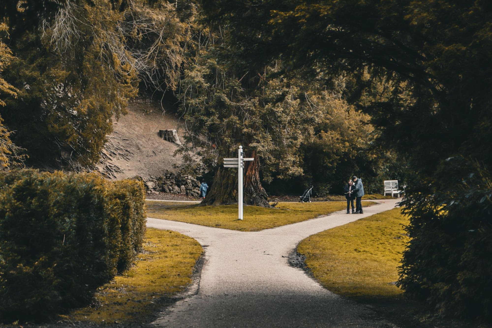 A path splitting in two directions through woodland